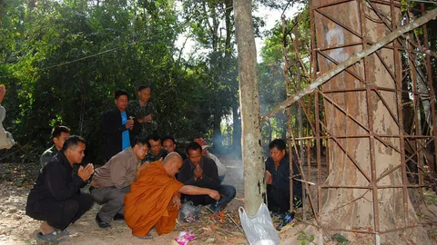 ล้อมรั้วยังโดน! แก๊งมอดไม้ย่องตัด 'พะยูง' ในวัดอุบลฯ ชาวบ้านสาปแช่ง