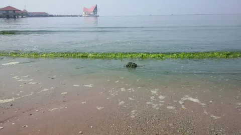 เจออีก! 'แพลงก์ตอนบลูม' น้ำทะเลศรีราชาเปลี่ยนเป็นสีเขียว