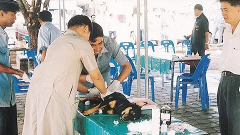 หมาและไข่หมา