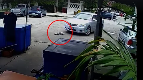 ใจทำด้วยอะไร! หนุ่มโพสต์คลิปคนขับเก๋งทับสุนัขซ้ำ 2 ครั้ง หนีไปไม่สนใจไยดี