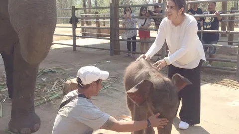 แคมป์ช้างทวีชัยได้สมาชิกใหม่ พังมาลัย ตกลูก 'พลายชัยชนะ' 