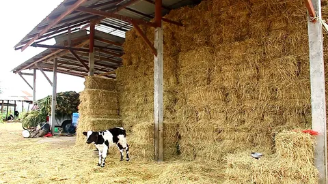 แล้งส่อยาวนาน! เกษตรกร ควักเงิน ตุนฟางอัดก้อนเลี้ยงวัวนม