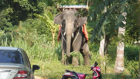 ช้างนำเที่ยวเกาะสมุยคลั่ง! สะบัด นทท.ตก เหยียบซ้ำ ดับ 1 เจ็บ 2 ราย