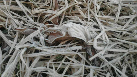 ดอยอินทนนท์ เย็นยะเยือก 2 องศาฯ เหมยขาบโผล่บางๆช่วงเช้า 