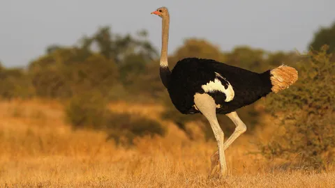 คนดึกดำบรรพ์กิน เพื่อนไดโนเสาร์เกลี้ยง