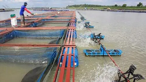 เลี้ยงปลาฝ่าอากาศแปรปรวน