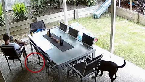 หนุ่มออสซี่ หวิดดับ! งูพิษร้ายแรงติดอันดับโลก เลื้อยผ่านขาเฉียดฉิว