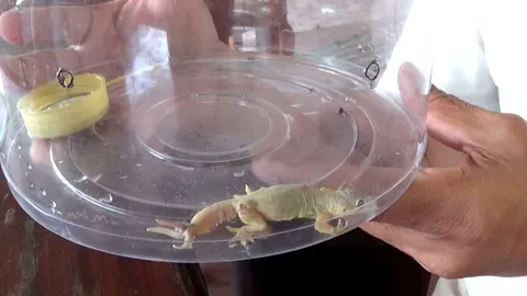 จิ้งจก 3 หาง โผล่! ป้ายบ้านเลขที่ เจ้าของเชื่อ สัตว์นำโชค