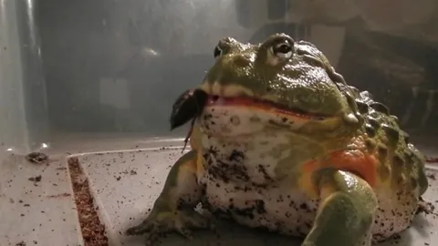 สุดสะพรึง! 'กบแอฟริกันบูลฟร็อก' กินทุกอย่างที่ขวางหน้า ไม่เว้นแม้แต่หนู