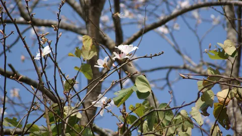 เชิญชวนนักท่องเที่ยวสัมผัสดอกเสี้ยวบาน