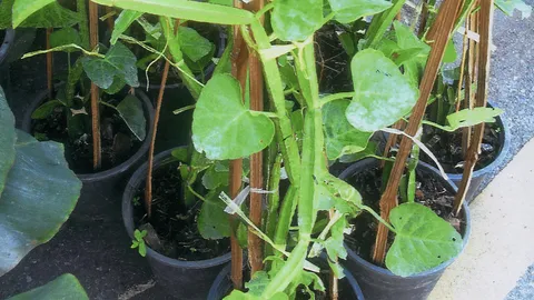 “เพชรสังฆาต” กับวิธีแก้กระดูกเสื่อม