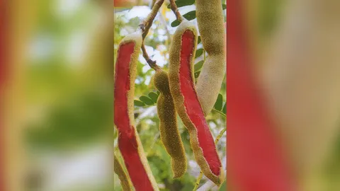 “มะขามเนื้อแดงฝักตรง”เปรี้ยวจัดราคาดี