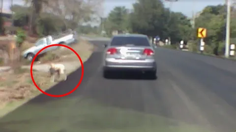 หวิดดับ! คลิปอุทาหรณ์ เก๋งหยุดให้สุนัขข้ามถนน กระบะหักหลบพุ่งลงข้างทาง