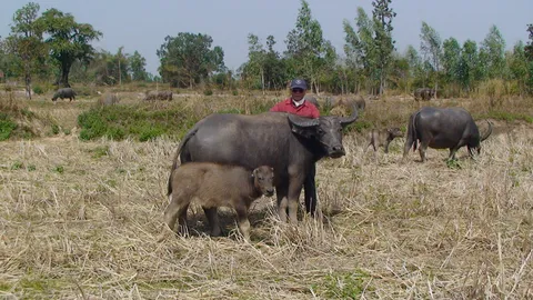 จี้ล่าโจรตัดใบหู ‘ลูกควายน้อย’ คาดเป็นพวกขี้เมา เอาไปย่างแกล้มเหล้า