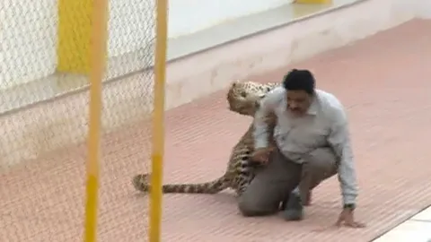 ระทึก! เสือดาวบุกป่วนโรงเรียนอินเดีย 10 ชม. กัดคนเจ็บ 6