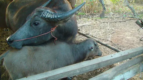 เจ้าของ 'ควายน้อยหูหาย' ไม่แจ้ง ตร. บอกอาจถูกหมากัด ปศุสัตว์โต้ฝีมือคนแน่