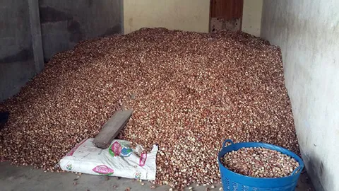 หมากแห้งราคาดี ชาวสวนเมืองคอน ขายเสริมช่วงยางถูก พ่อค้ารับซื้อถึงที่