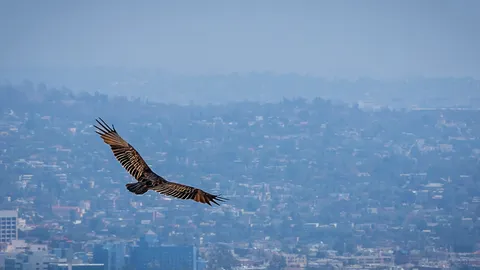 ให้พญาอินทรี พันตูกับฝูงโดรน