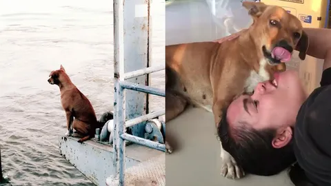 สุนัขนั่งเหงาโป๊ะพระราม5 สาวรับไปเลี้ยงอย่างอบอุ่น ไม่ขัดเจ้าของขอคืน