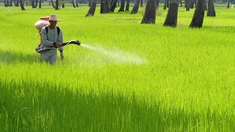 เกษตรสั่งชาวนาลดปลูกข้าวนาปรัง