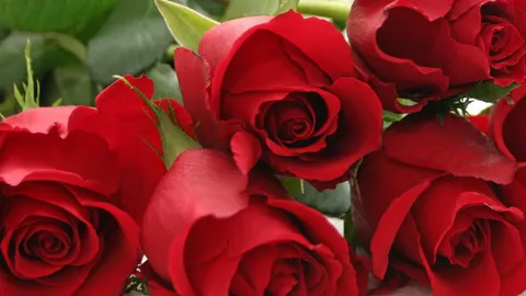 กุหลาบนำเข้าจากจีนมาแรง สวย-ราคาถูกกว่าของไทย 