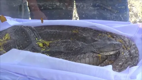 แห่ขอหวย ‘ตาทวด’ จงอางยักษ์ 6 เมตร! เชื่องูเจ้าที่ นอนขดตาย ซากไม่เน่า