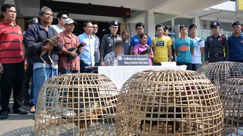 จับแก๊งโจ๋แสบ! ตระเวนขโมยไก่ชนตามซุ้มไปชนกัน ตัวไหนแพ้จับต้มกิน