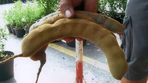 “มะขามเปรี้ยวฝักโค้ง” ใหญ่ยาวเนื้อเยอะคุ้ม