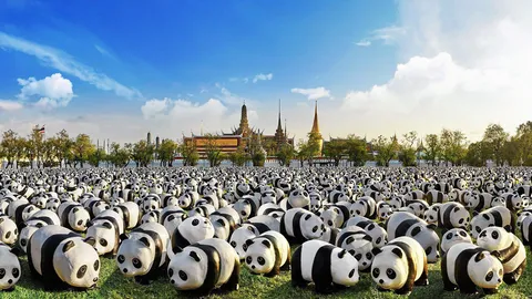 ยกขบวนหมีแพนด้าทัวร์เมืองไทย