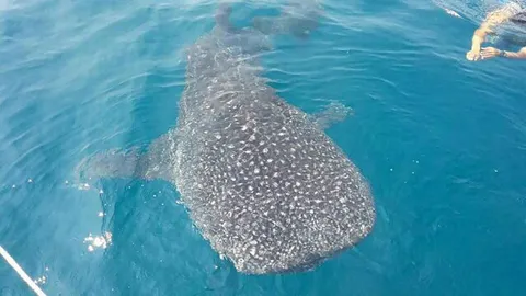 ‘ฉลามวาฬ‘ ยักษ์ใหญ่ใจดี! ออกมาทักทายนักท่องเที่ยว ดำน้ำเกาะทะลุ