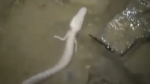 ฮือฮา! ‘มังกรน้ำ’ โผล่ถ้ำว่ายน้ำ ที่แท้แค่ ‘ปลาคน’ พบได้ในยุโรป