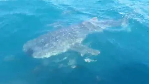 ฉลามวาฬโผล่ต่อเนื่องที่กระบี่ บ่งชี้สภาพทะเลยังสมบูรณ์