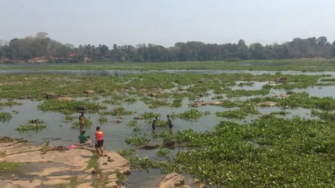 แก่งสะพือหมดมนต์ขลัง ผักตบ-ตะไคร่ยึดครองบดบังความงาม