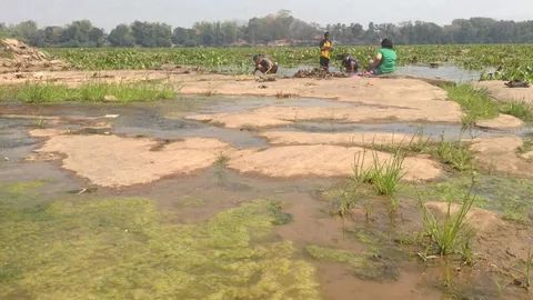 ผักตบชวาเต็มแก่งสะพือวอนราชการเร่งแก้