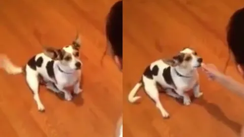 สุดน่ารัก! คลิปฝึกเจ้าตูบร้องเสียงแมวเหมียว ยอดวิวทะลุแสน