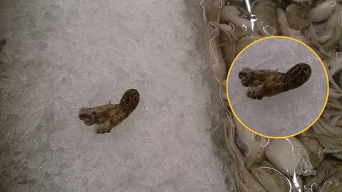 สะพรึง! ดร.ธรณ์ ยัน 'หมึกบลูริง' พิษร้ายแรง ขายปนในกระบะปลาหมึกห้างดัง