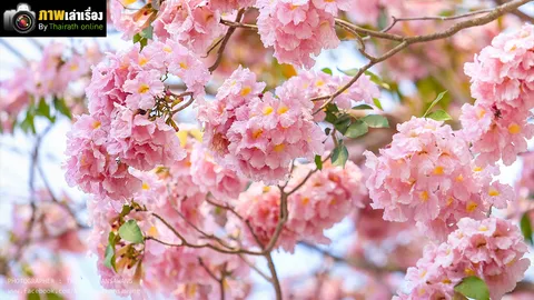 เมื่อ 'ชมพูพันธุ์ทิพย์' ร่ายมนตร์ 'สะกดสายตา' น่าประทับใจ 