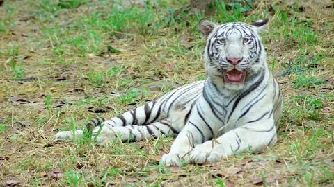 เสือขาวตัวแรก ของเชียงใหม่ไนท์ซาฟารีตาย ผ่าซากพบปอดคั่งเลือด