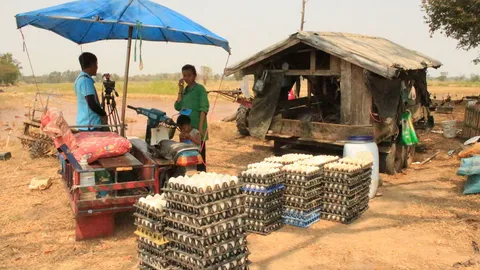 ครวญแล้งหนัก เป็ดไข่หด! ลดจำนวนลงมาก ต้องสูบน้ำบาดาลช่วย