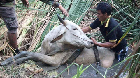 โจรขโมยวัววัด! ลูกวัวร้องลั่น พระ-จนท.มูลนิธิตามหา พบตกลงบ่อน้ำ