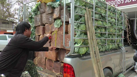 ขบวนการไม้เถื่อน ขนกะหล่ำตบตาตำรวจ ซุกไม้ชิงชันเต็มคันรถ