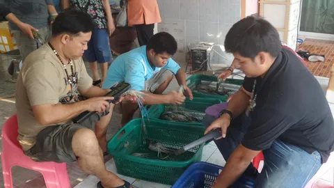 ลงพื้นที่ตลาดชายแดนแม่สอด ตรวจกุ้งยัดก้อนตะกั่ว หวังเพิ่มน้ำหนัก