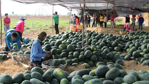 ทำนาไม่ได้ เกษตรกรปลูกแตงโม ‘ตอร์ปิโด’ สู้แล้ง! ผลผลิตดี พ่อค้ารับซื้อถึงที่