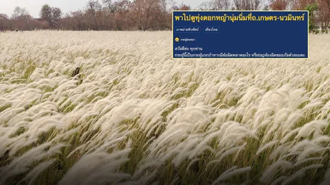 เตือน! คนกรุงแห่ถ่ายรูป 'ทุ่งหญ้าคา' ลาดพร้าว ระวังแพ้เกสร-โปรดรักษาความสะอาด