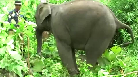 ช้างป่าเจอภัยแล้ง เดินหาอาหารไกล  อุทยานฯขุนพะวอ เตือนนักท่องเที่ยวระวังตัว