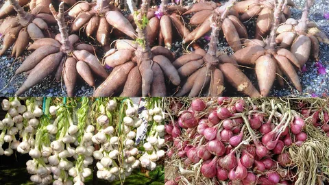 พณ. โชว์แผนรับมือสินค้าเกษตรตามฤดูกาล ป้องผลผลิตล้นตลาด-ราคาตก