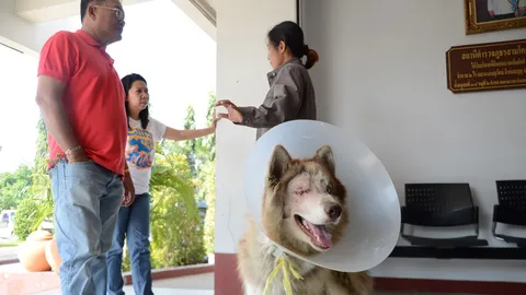 คดีคนตีหมา ไม่จบ! ไซบีเรียน ฮัสกี้ ต้องควักตาทิ้ง คู่กรณียังไม่จ่ายค่ารักษา