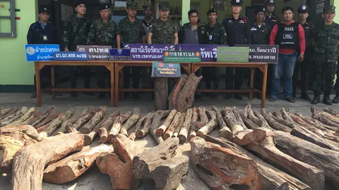 นรข.หนองคาย ยึดไม้พะยูงซุกริมโขงค่ากว่า 1.5 แสน เตรียมส่งปท.เพื่อนบ้าน