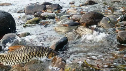 มหัศจรรย์ปลากอง ลำน้ำมาง! ปลาปีกแดงนับหมื่น วางไข่ใน 'วันพระ'