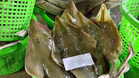 สะเทือนใจ! แห่แชร์ภาพ 'ปลาโรนัน' หายาก ขายเกลื่อนตลาดปลาที่ระนอง